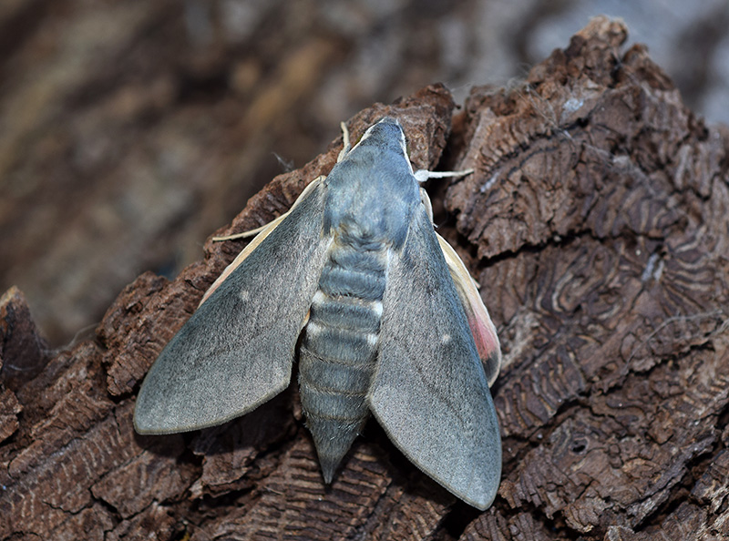 Hyles vespertilio, Sphingidae